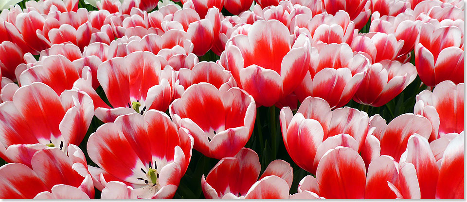 17302 Tulpenblüten im Keukenhof P1070568 Foto Philipp Rademann
